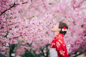 Japan zur Kirschblüte